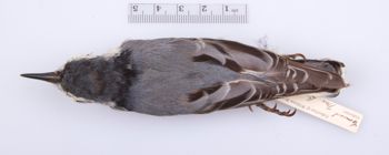 Media type: image;   Ornithology 211862